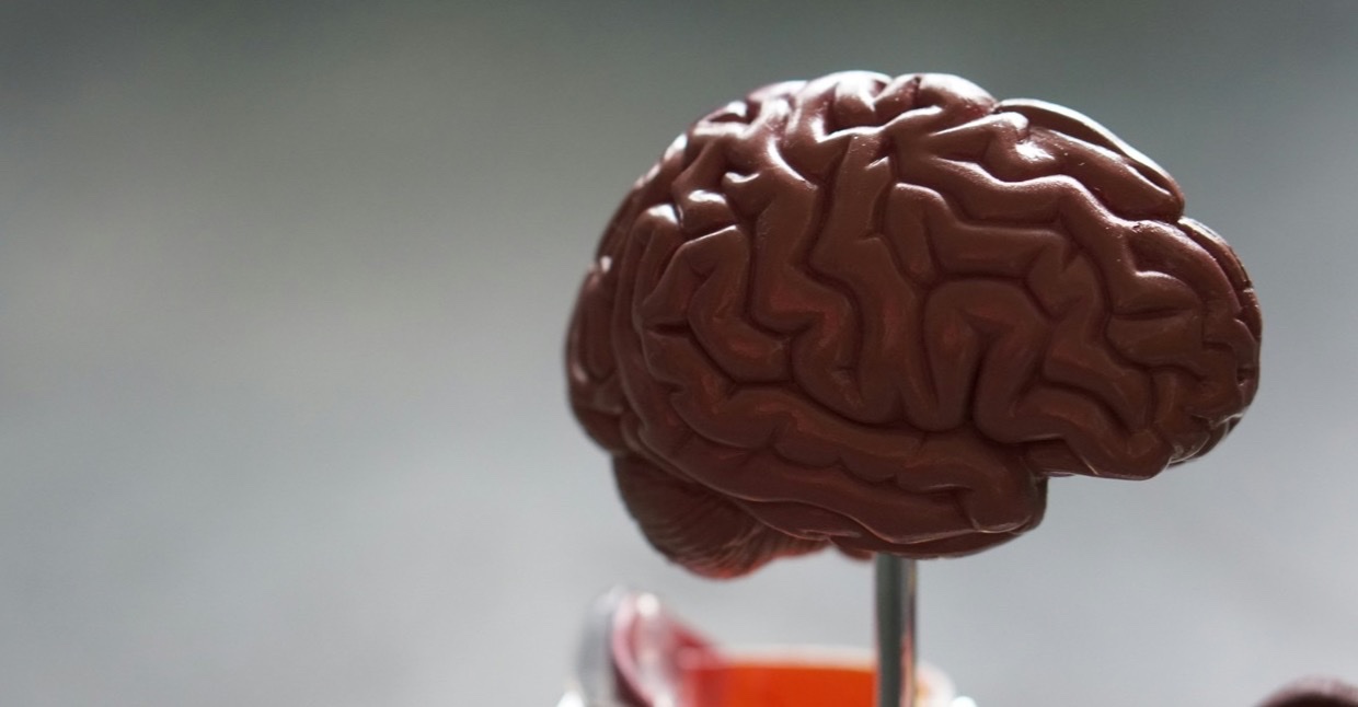 Anatomisch model van een menselijk brein