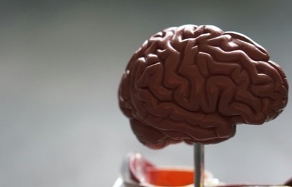 Anatomisch model van een menselijk brein